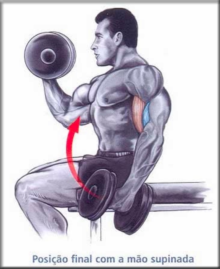 Treino para bíceps: dicas e exercícios - Hipertrofia